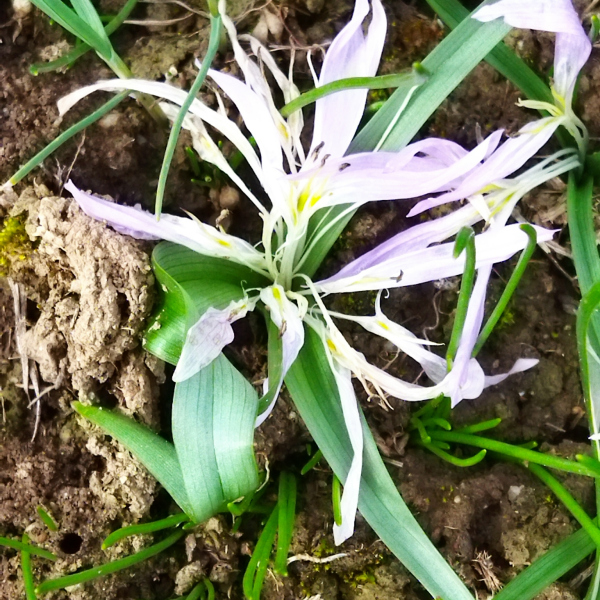Colchicum soboliferum