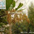 單葉泡花樹 單葉泡花樹