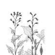 緣毛毛鱗菊 緣毛毛鱗菊