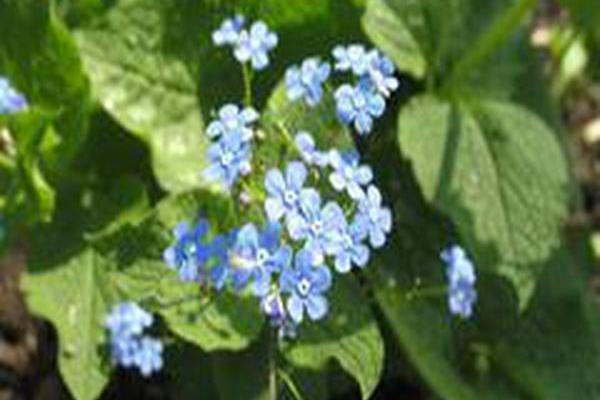 Brunnera macrophylla \x27Langtrees\x27 Brunnera macrophylla \x27Langtrees\x27