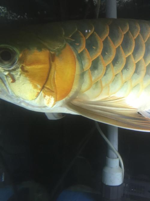 龍魚水霉病 龍魚水霉病