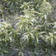 小葉青岡(青稠)