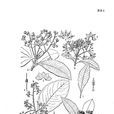 銅盆花