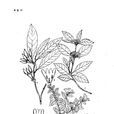 香花木犀 香花木犀