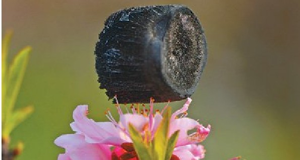 碳海綿在花蕊上
