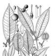 Atalantia dasycarpa Atalantia dasycarpa