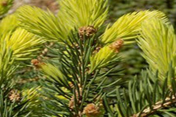 Picea pungens \x27Colonial Gold\x27
