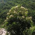 羅傘 羅傘