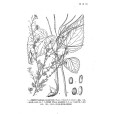 大葉蔥芥 大葉蔥芥