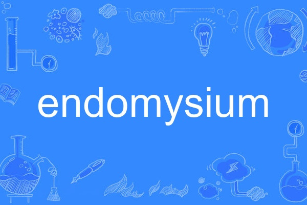 endomysium endomysium