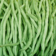 四季豆中毒 四季豆中毒