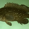 多點石斑魚 多點石斑魚
