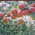 濟麗紅杏 濟麗紅杏
