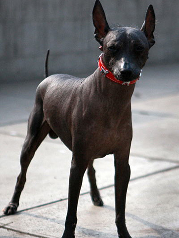 秘魯犬吻蝠 秘魯犬吻蝠