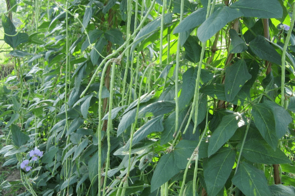 中綠4號 中綠4號