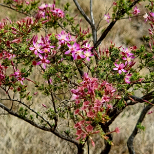 Calytrix leptophylla