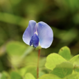 紫雀花 紫雀花