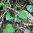 一支箭(瓶爾小草目瓶爾小草科植物)