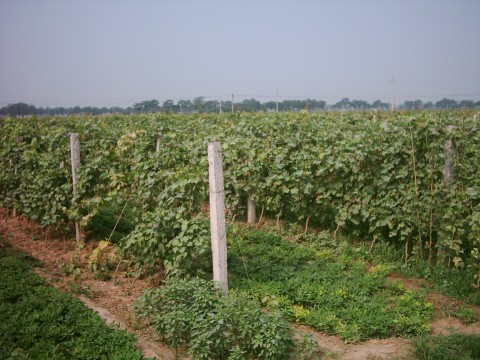 克倫生葡萄種植基地