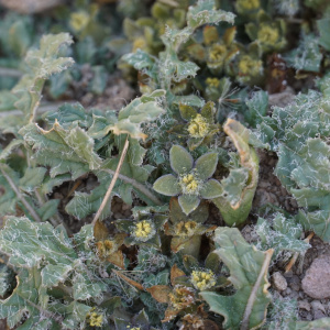 Jaborosa parviflora