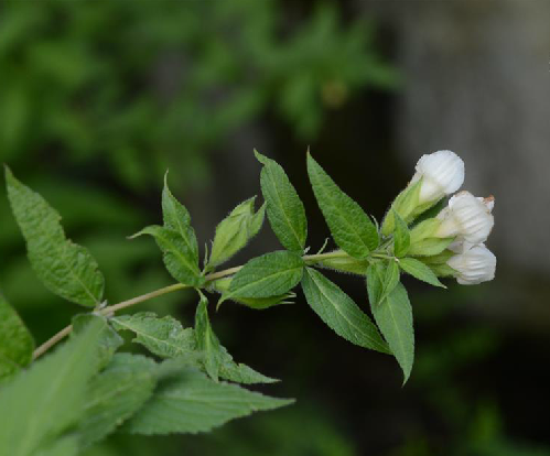 白花鈴子香(白花結香) 白花鈴子香(白花結香)