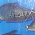 七星刀(鎧甲弓背魚別名) 七星刀(鎧甲弓背魚別名)