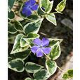 蔓長春花屬