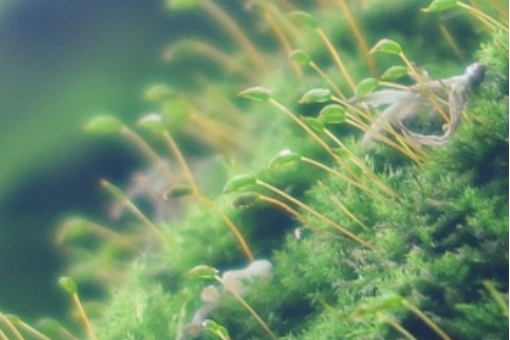 薄羽蘚 薄羽蘚