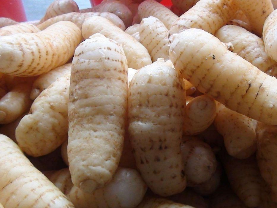 食菌性 食菌性
