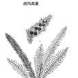 虎尾蒿蕨 虎尾蒿蕨