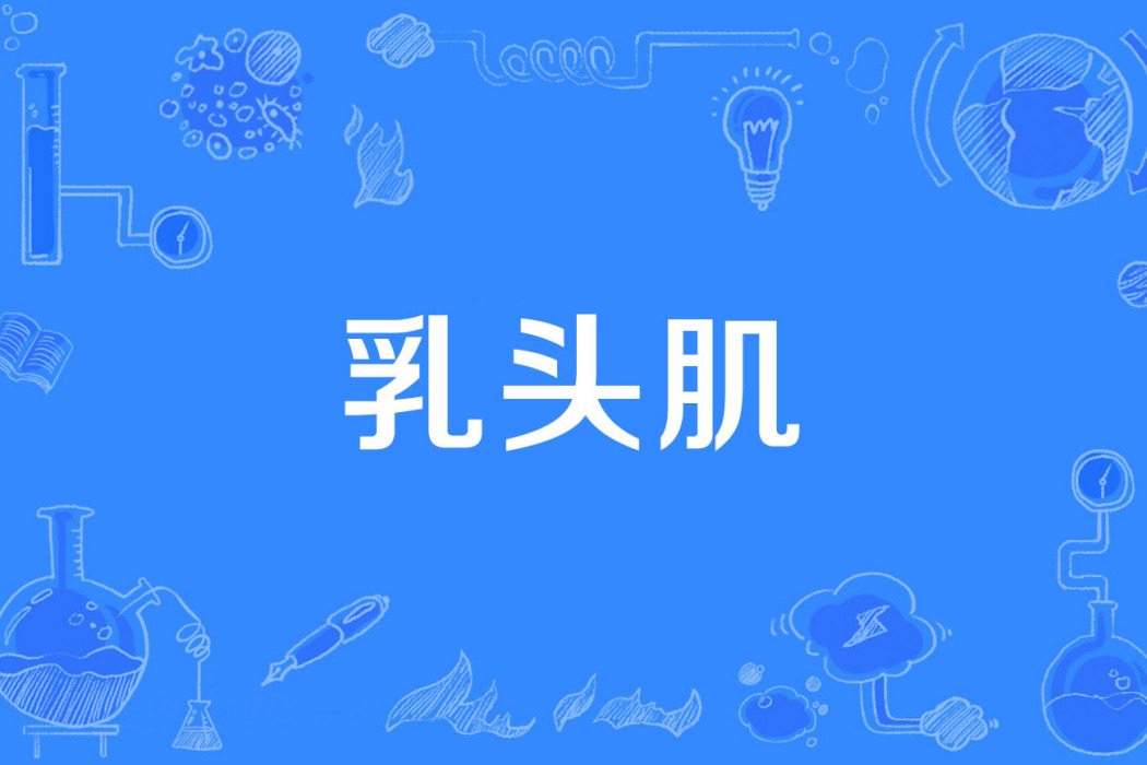 乳頭肌 乳頭肌