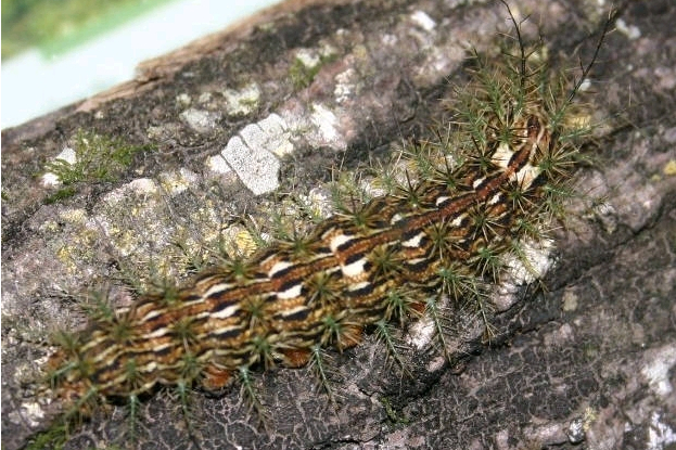 樗蠶蛾屬 樗蠶蛾屬