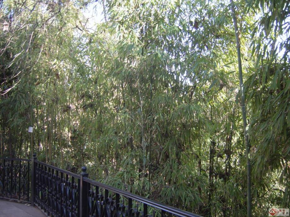 無量山箭竹 無量山箭竹