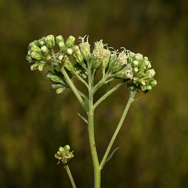 Stomatanthes oblongifolius