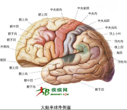 腦部結構圖
