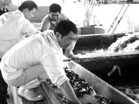 石山頭村鰻魚養殖