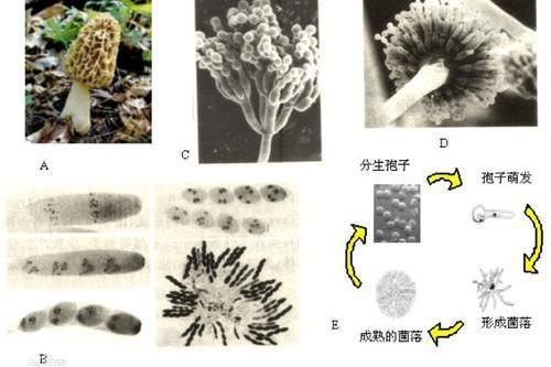 樺彎孢聚殼 樺彎孢聚殼