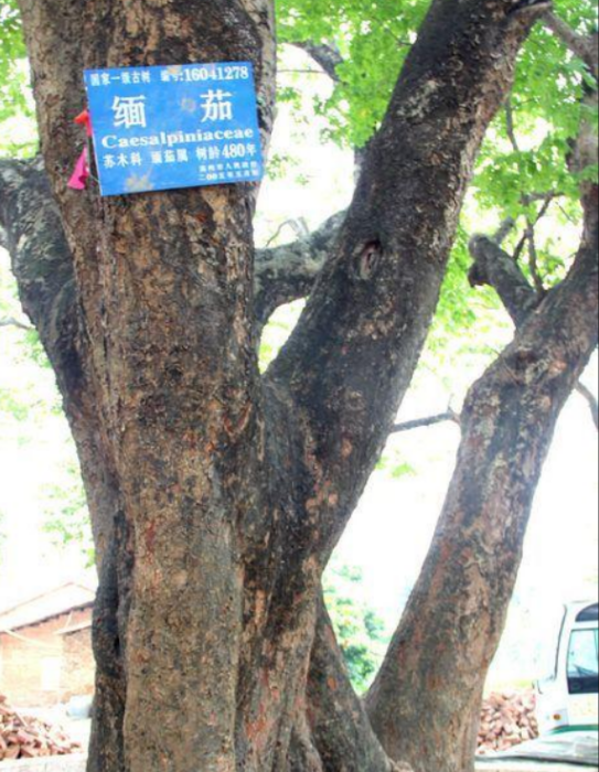 高州緬茄子 高州緬茄子