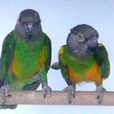 塞內加爾鸚鵡桔腹亞種