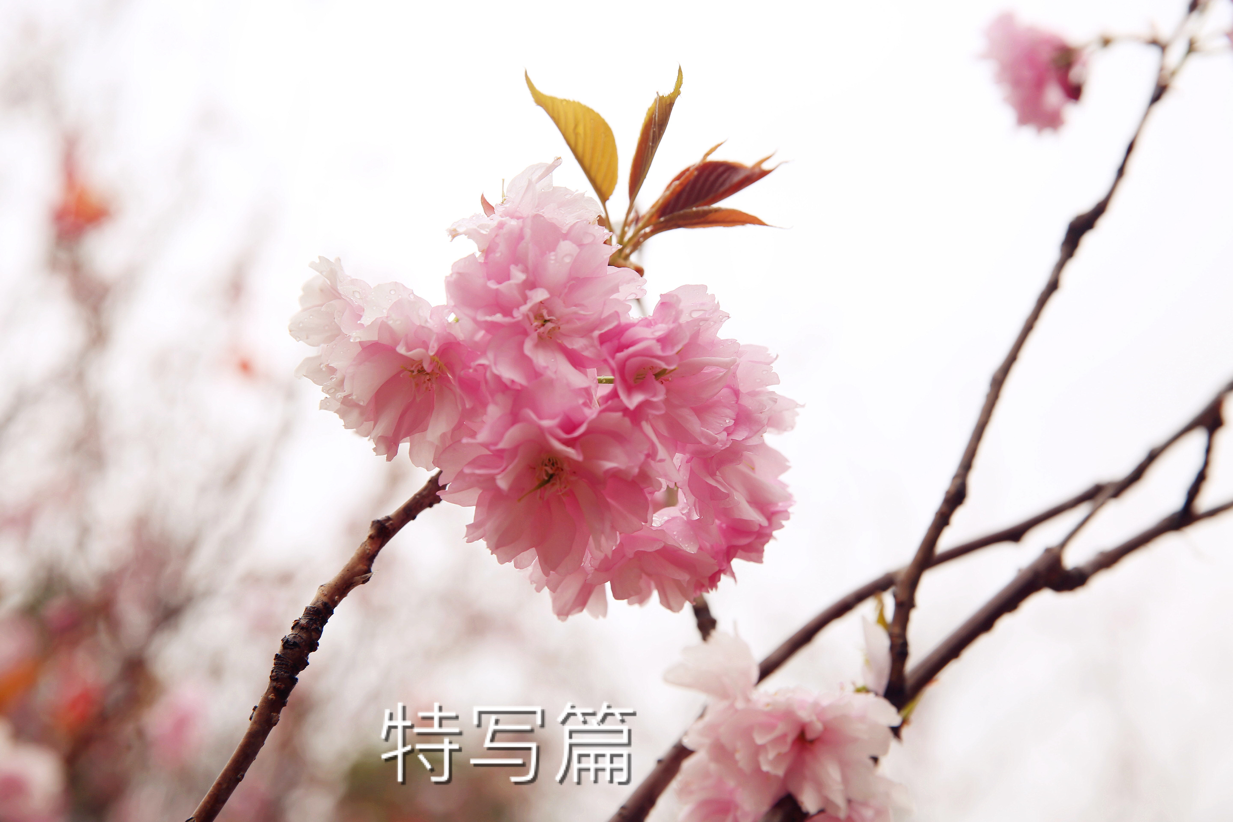 一棵樹櫻花節