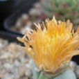 金鈴(白菜種名) 金鈴(白菜種名)