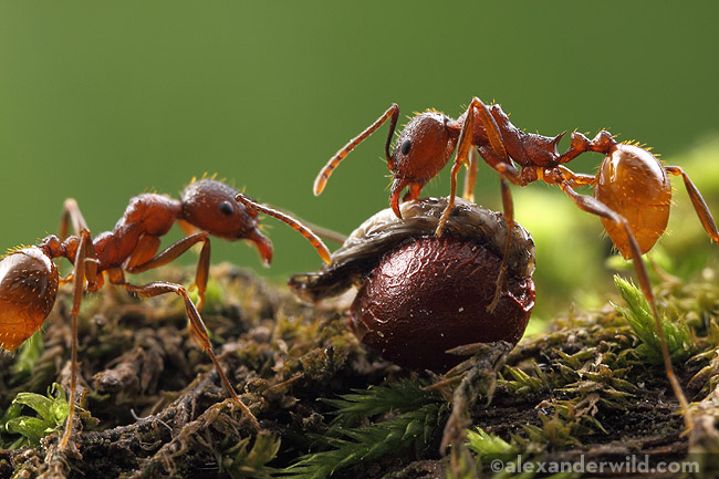 盤腹蟻（Aphaenogaster）