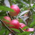 早紅霞油桃(早紅霞桃) 早紅霞油桃(早紅霞桃)