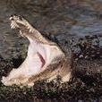 食人動物 食人動物