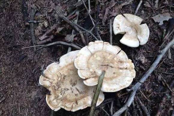 銀盤蘑菇