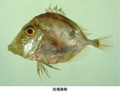 玫瑰海魴 玫瑰海魴