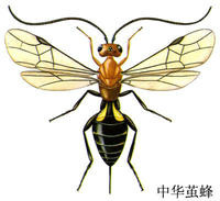 中華三節繭蜂