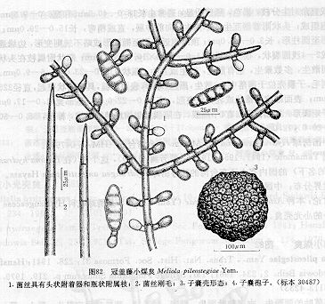 尖毛小煤炱 尖毛小煤炱