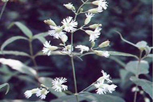 Silene stellata
