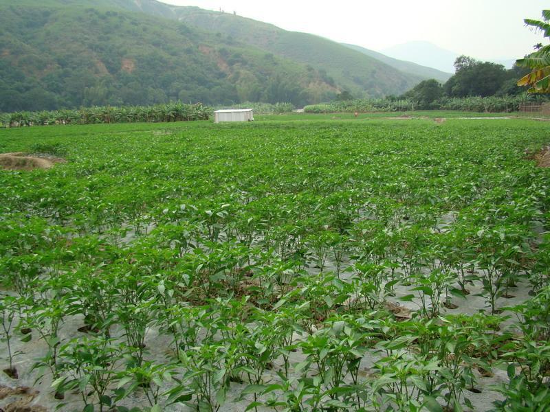 新曼板村